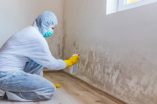 Licensed Mold Removal service in Hallieford, VA - Car Mold Remediation