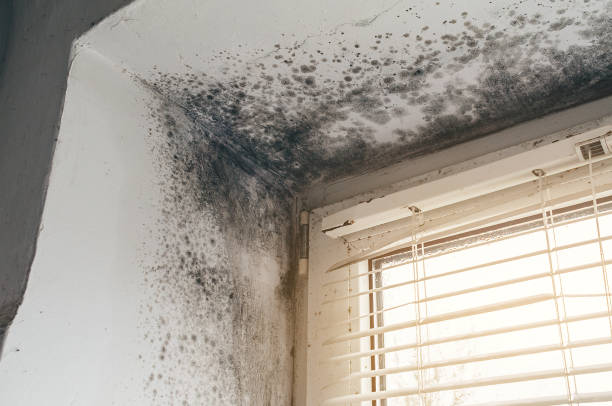 Affordable Mold Removal solutions in Hallieford, VA