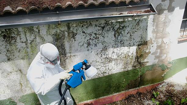 Top rated local Mold Removal specialists in Hallieford, VA